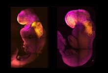 دانشمندان بدون استفاده از تخمک و اسپرم رویان موش پرورش دادند