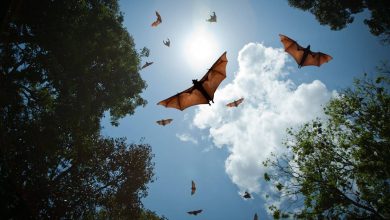 هر سال هزاران نفر در معرض ویروس‌های کرونای خفاش قرار می‌گیرند